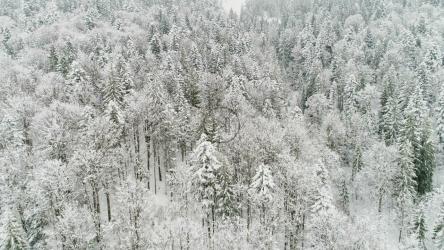 山上白雪皑皑的松树的纹理[4K]