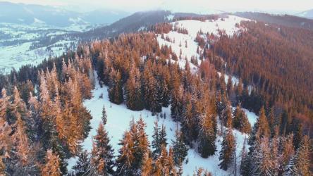 越过一座被雪和松树覆盖的山[4K]