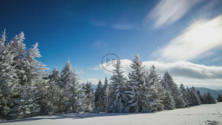 风在白雪皑皑的森林中移动着云朵和树木[4K]