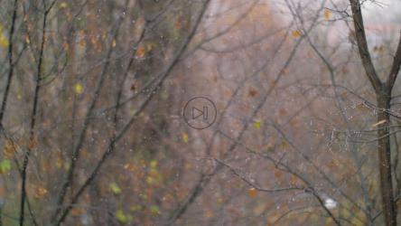 雪落在空旷的林地[]