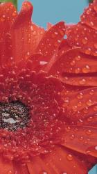 潮湿的花瓣[免费商用竖屏]