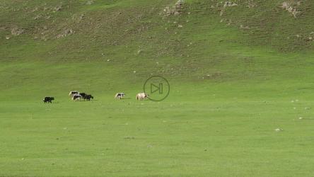 穿过绿色山谷的牛[4K]