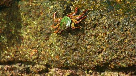 螃蟹在湿石头上行走[]