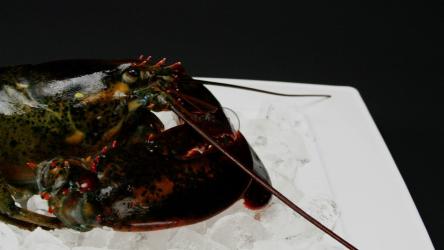 烹饪前将龙虾放在冰上[]