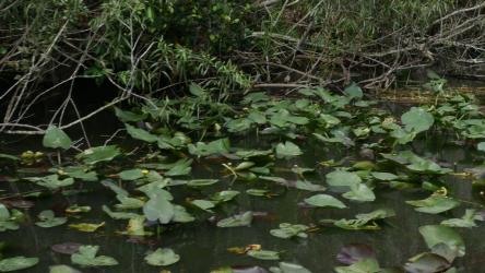 森林中的沼泽[4K]