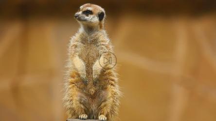 愤怒的猫鼬戒备[]