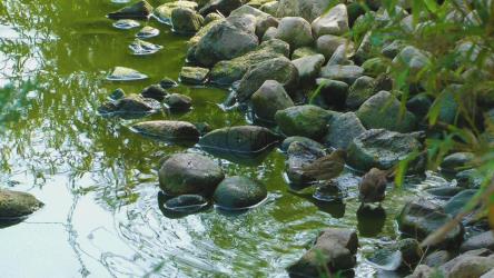 小鸟在公园的小溪里洗澡[]