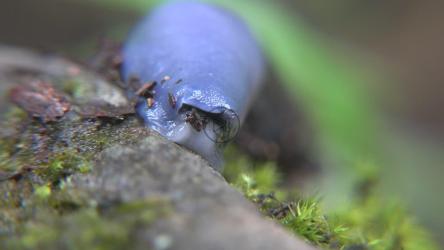 蓝色弹头特写[4K]