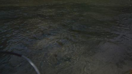 几个人在河上奔跑[免费商用]