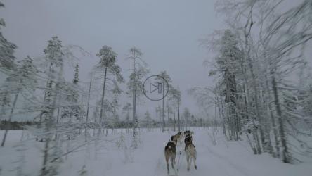 深入冬季森林[4K]