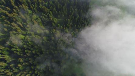 雾蒙蒙的松林，顶部航拍[4K]