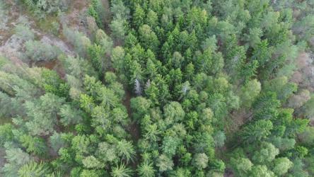 从上方看松林[4K免费商用]