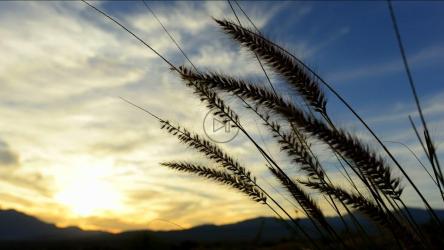 美丽的日落中的小麦[]