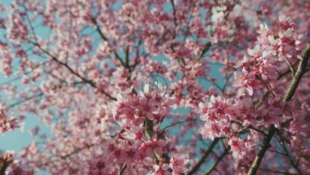 春天的日本樱花[]