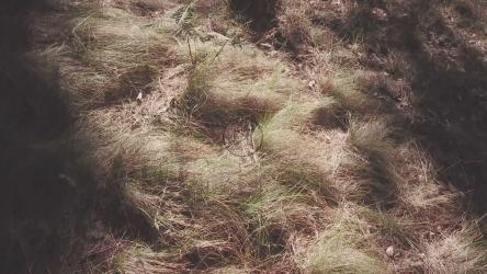 森林地面[4K免费商用]