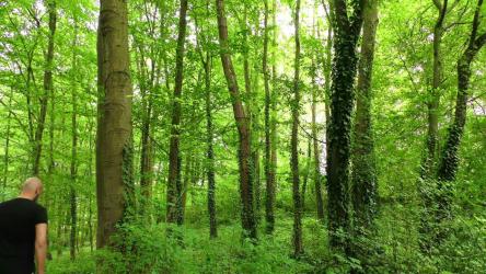 一对相爱的情侣在春天的森林里散步[4K]