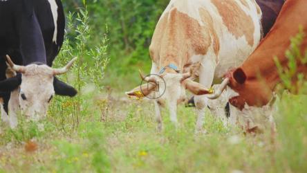 奶牛在草地上吃草[]