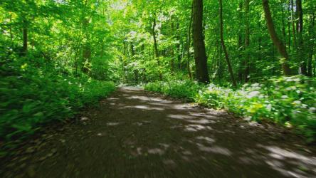 男子慢跑穿过林地，跟踪拍摄[]