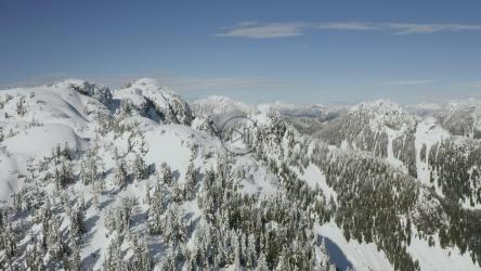 雪山松景观[免费商用]