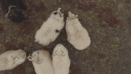 绵羊在田里吃草[4K]