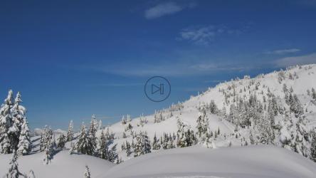 Hill covered with snow and pine[免费商用]