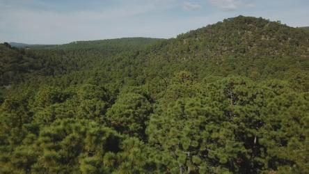 山上的树[4K免费商用]