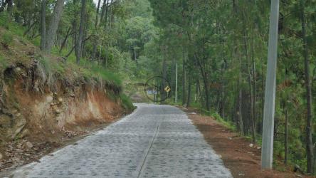 走在一条穿过茂密森林的小路上[4K免费商用]