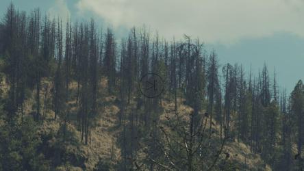 下午森林的延时[免费商用]