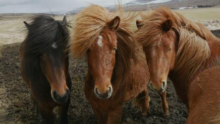 风中雄伟的马匹[4K]