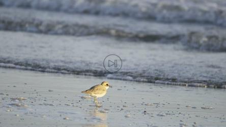 在海滩上吃鸟[4K]