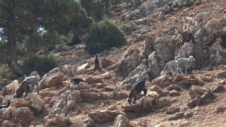 岩石山上的一群山羊[4K]