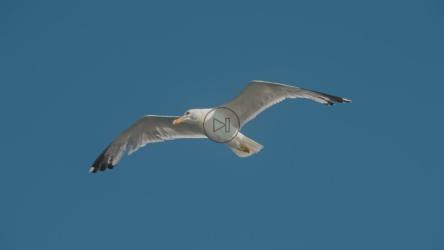 海鸥在蓝天中滑翔[]