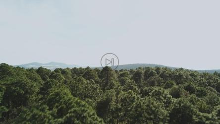 森林树梢[免费商用]