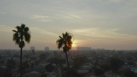 日落时威尼斯市的棕榈树[4K]