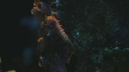 海马轻轻游动[]