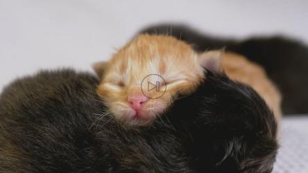 三只刚出生的猫[4K]