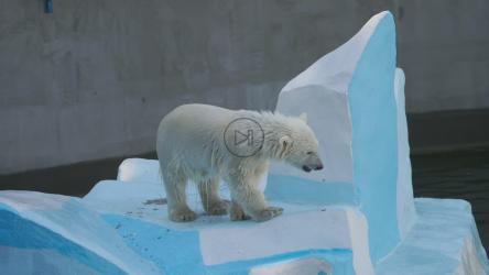 动物园里的北极熊幼崽[]