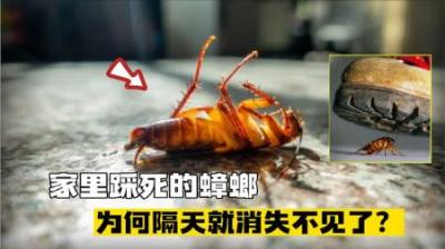 被踩死后的蟑螂，为何第二天会凭空消失？它真的复活逃走了？