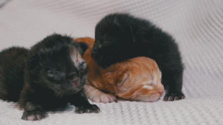 可爱的新生小猫在白色毯子上[4K]