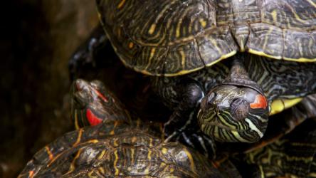 睡乌龟详细视图[4K]