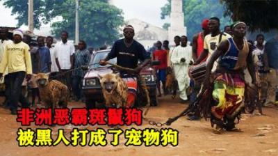 为什么鬣狗害怕非洲人？为逼它街头表演，非洲人都对鬣狗做了啥？