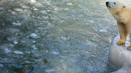 北极熊在动物园的冰池里玩耍[]