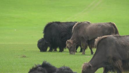 水牛在绿色山谷中吃草[4K]