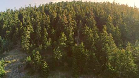 无人机从森林中飞驰而出[]