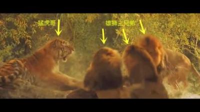 非洲狮大战东北虎，谁才是百兽之王？老虎打不过狮子是真的吗？