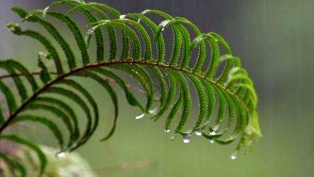 大雨落在蕨类植物上[]
