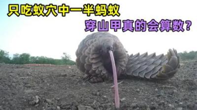 穿山甲吃蚂蚁时，为何每次只吃洞穴里的一半数量？难道它会算数？