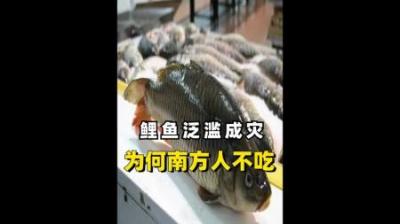 黄河鲤鱼泛滥成灾，沿岸坐满钓鱼人，为何在南方鲤鱼却很少人吃？
