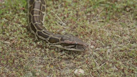 草丛中的蛇头[]