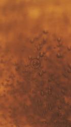 气泡在黄色液体中缓慢移动[免费商用竖屏]